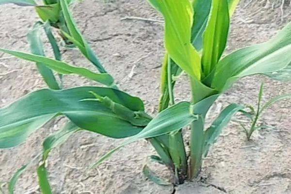大槐99玉米品种简介，每亩适宜密度4500株