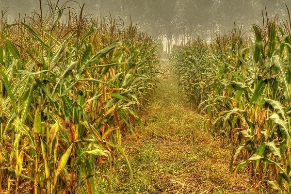 FD808玉米种子特征特性,中抗穗腐病