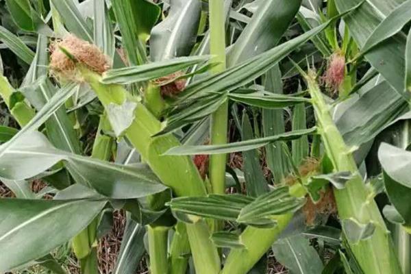 敦研238玉米种子介绍,密度5000株/亩左右