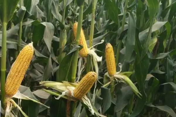 敦研238玉米种子介绍,密度5000株/亩左右