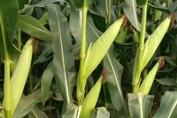 美商313玉米种子介绍,中抗茎腐病