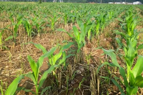 大天2400玉米种子介绍，适宜播种期3月下旬至5月下旬