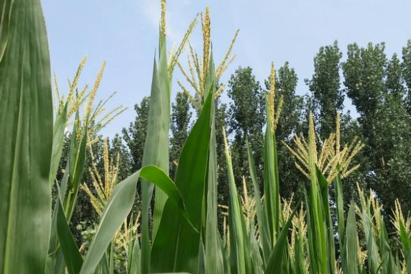 大天2400玉米种子介绍，适宜播种期3月下旬至5月下旬