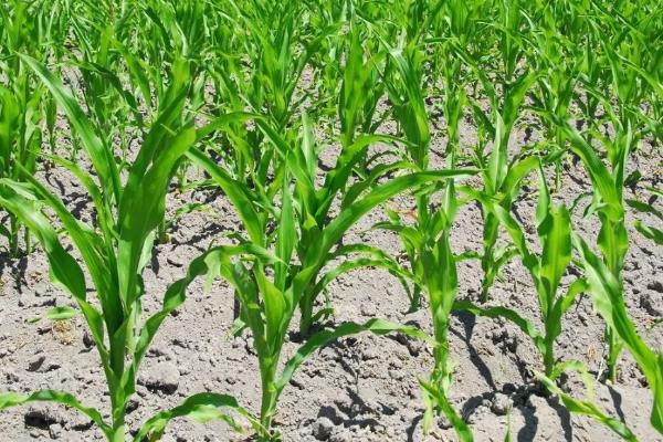 京科682玉米种子特征特性，适宜播种期6月中下旬