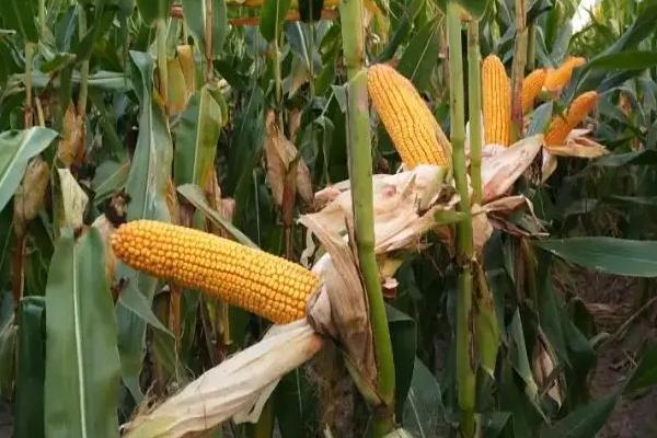 润泽917玉米种子特征特性,中抗茎腐病