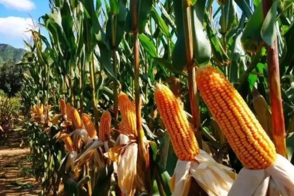 JDH5158玉米品种的特性，高抗茎腐病