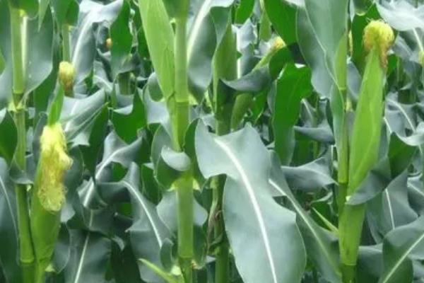 天育699玉米种子特征特性，中抗大斑病