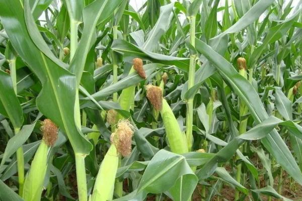 金丰捷201玉米种子介绍,中抗茎腐病