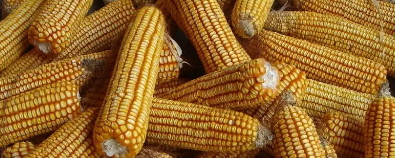 金丰捷201玉米种子介绍,中抗茎腐病