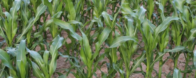 东科9188玉米种子简介，密度4500株/亩左右