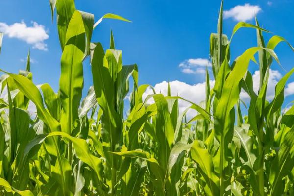 登海2298玉米种子特征特性，注意防治瘤黑粉病和南方锈病