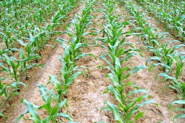 东北丰775玉米种子介绍,适宜播种期4月下旬至5月上旬