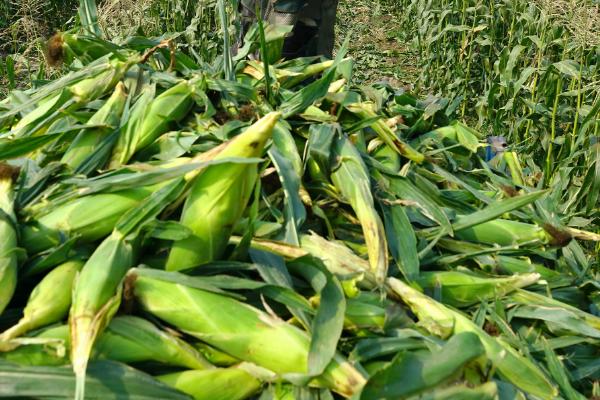 鸣玉271玉米品种的特性，适宜播种期6月上中旬