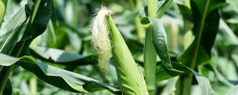 鸣玉271玉米品种的特性，适宜播种期6月上中旬