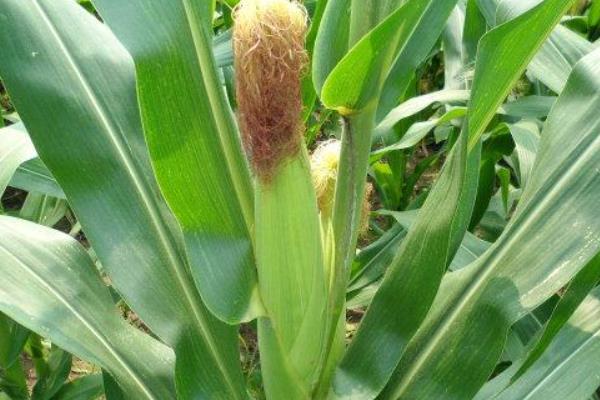 金博士803玉米种子介绍，密度3000株/亩左右