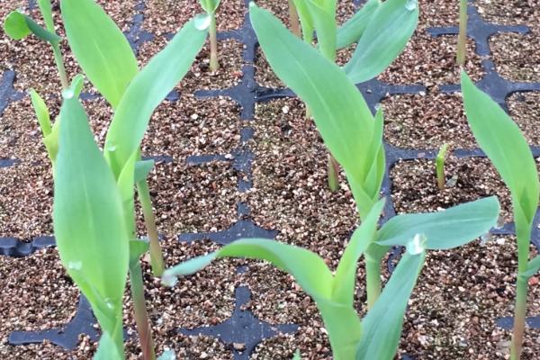 种芯171玉米品种的特性，密度5500—6000株/亩