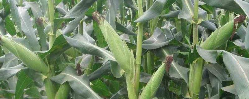 G2165玉米种子简介，中抗茎腐病