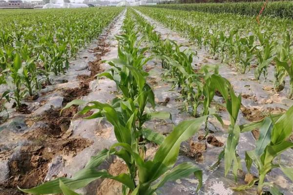 种芯171玉米品种的特性，密度5500—6000株/亩