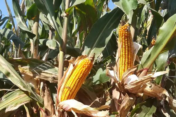 种芯171玉米品种的特性，密度5500—6000株/亩