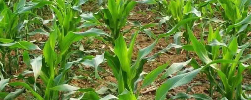 粒粒金205玉米品种的特性,密度4500株/亩左右