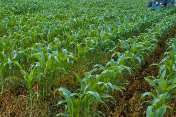 粒粒金205玉米品种的特性，密度4500株/亩左右