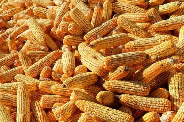 新科851玉米种子特点，中抗茎腐病
