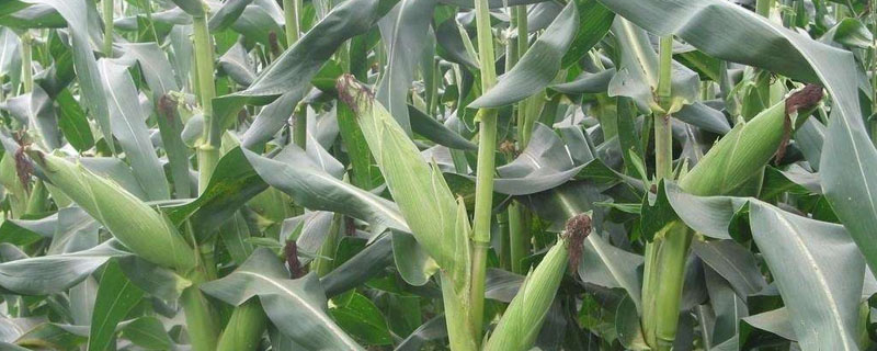 种芯158玉米种子简介，中抗茎腐病