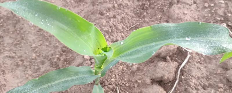 隆研116玉米种子简介，适宜播种期4月下旬至5月上旬