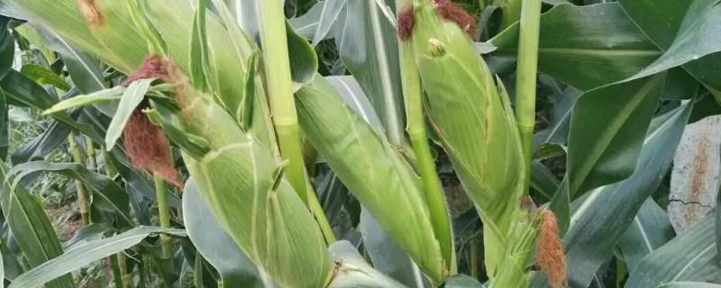 登海157玉米品种的特性，密度4500株/亩左右