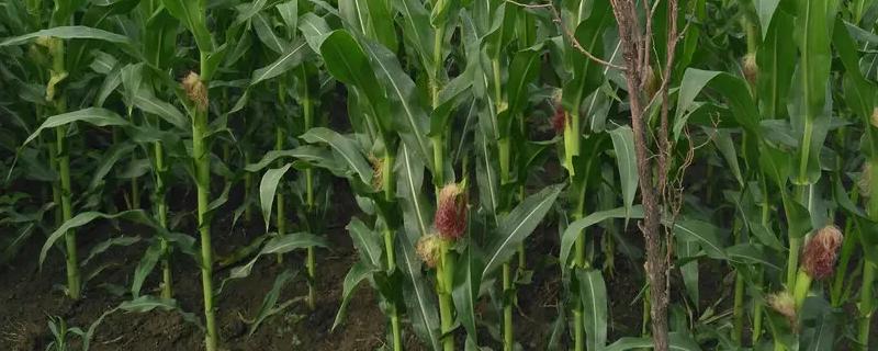 新科851玉米种子特点，中抗茎腐病