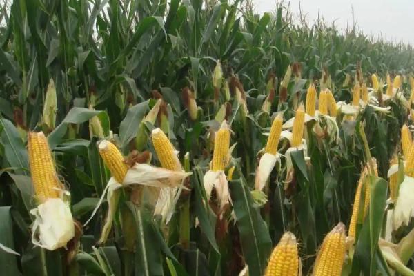 粒粒金205玉米品种的特性，密度4500株/亩左右