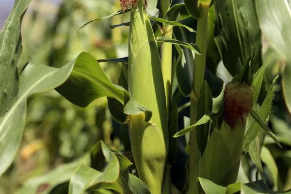 粒粒金205玉米品种的特性，密度4500株/亩左右