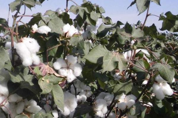 禾棉16号棉花品种的特性，播种期在4月5日至4月20日