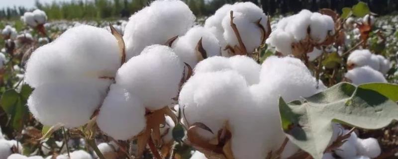 禾棉16号棉花品种的特性，播种期在4月5日至4月20日
