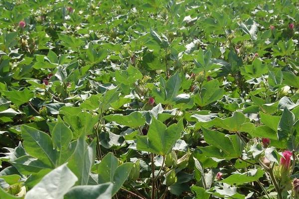 冈杂棉9号棉花品种简介