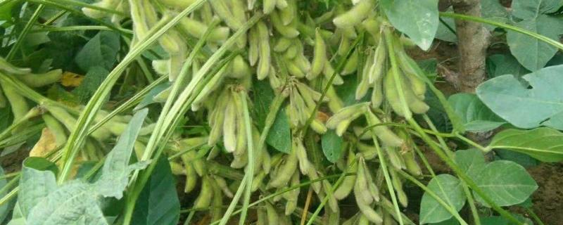 华豆42大豆品种简介,5月下旬至6月上旬播种