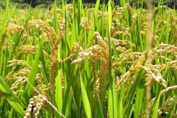 泰丰优79水稻品种简介,每亩有效穗数15.1万穗