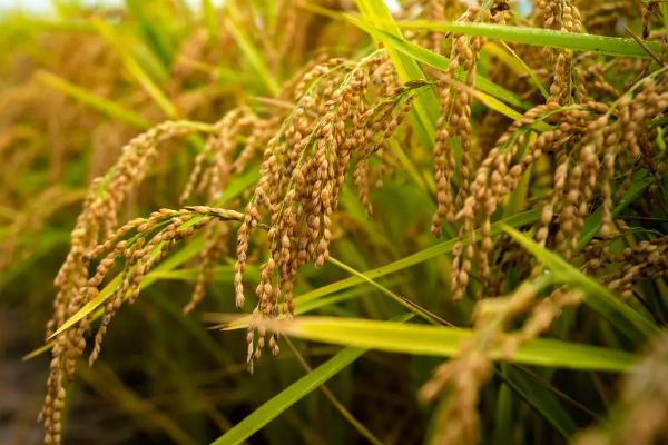 馥香两优香58水稻品种的特性，一般7月上旬至7月上旬播种
