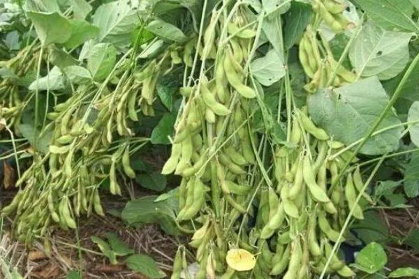 铁豆124大豆种子简介,生育期间注意防治大豆蚜虫