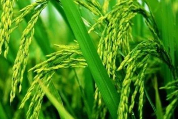明祥优6559水稻种子特征特性，每亩插足基本苗8万以上