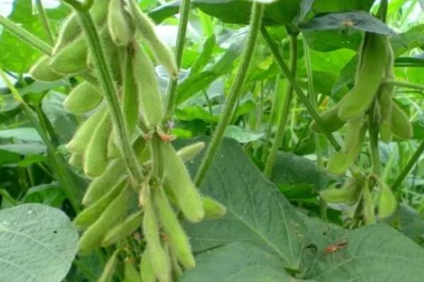 浙春豆2018大豆品种简介,每亩密度控制在67万株