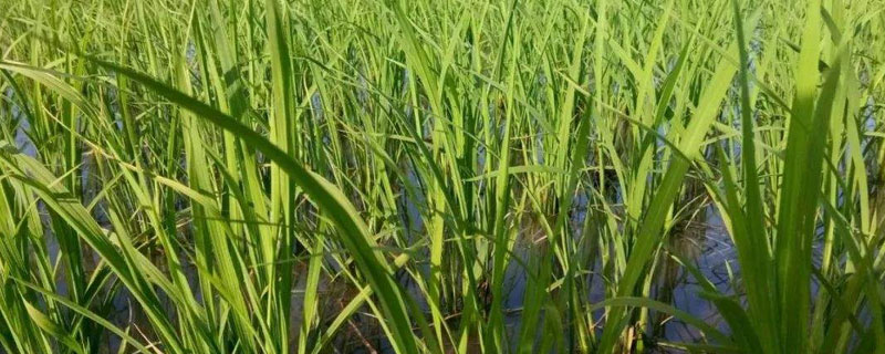 筑优钰禾水稻种子特征特性，秧田播种量每亩10.0千克