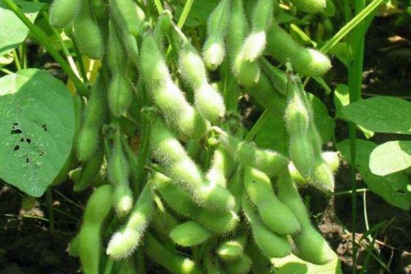 铁豆124大豆种子简介,生育期间注意防治大豆蚜虫