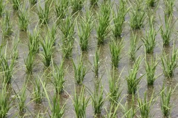 明祥优6559水稻种子特征特性，每亩插足基本苗8万以上