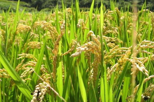 软华优268水稻种子特点，每亩有效穗数15.5万穗