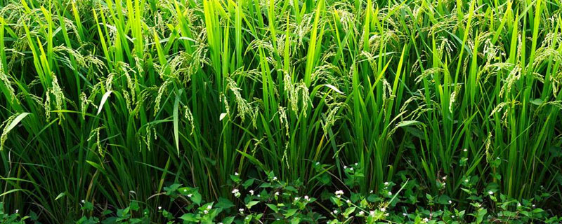 原香优908水稻品种简介，全生育期116.9天