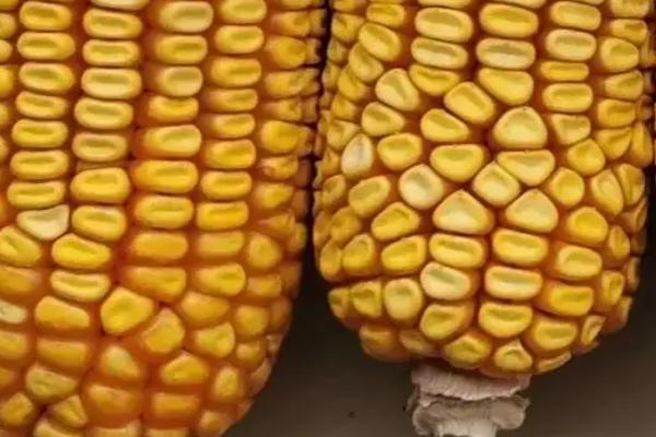 强盛522玉米种子特征特性,中抗茎腐病