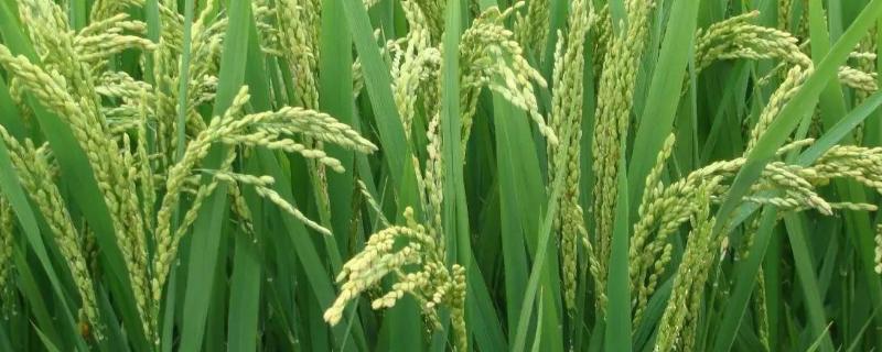 茉两优662水稻品种简介，全生育期116.8天