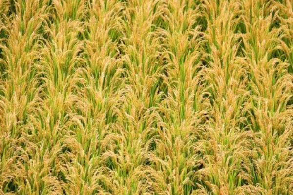 梦香优锦华水稻种子介绍，全生育期153.5天