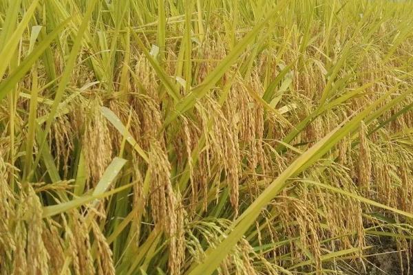 荃优丝苗水稻种子特点，每亩有效穗数18.2万穗